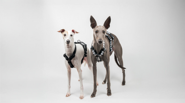 Italian Greyhound and Whippet wearing snootly hounini anti-escape harness for sighthounds