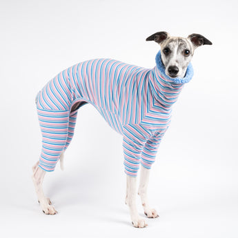 Whippet wearing a fluffy reversible onesie in cornflower blue standing right side reverse