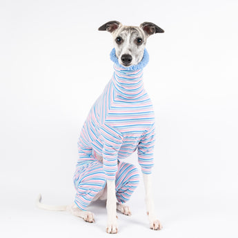 Whippet wearing a fluffy reversible onesie in cornflower blue sitting right side