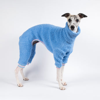 Whippet wearing a fluffy reversible onesie in cornflower blue standing right side