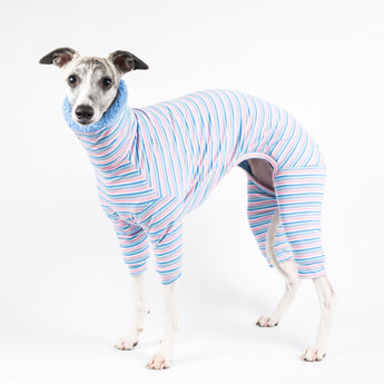 Whippet wearing a fluffy reversible onesie in cornflower blue standing left side  reverse