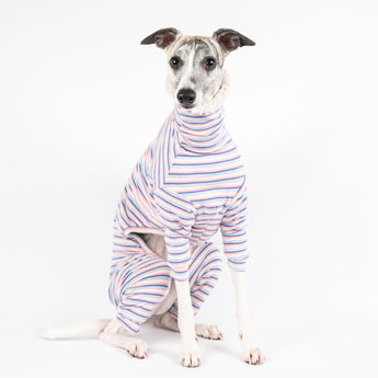 Whippet wearing a fluffy reversible onesie in vanilla front on sitting