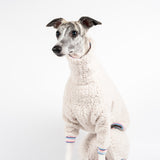 Whippet wearing a fluffy reversible onesie in vanilla head shot sitting