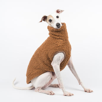 Italian Greyhound dog wearing a fluffy reversible sleeveless sweater/jumper in caramel/brown colour sitting right side on 
