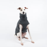 Italian Greyhound dog wearing a fluffy reversible sleeveless sweater/jumper in charcoal/grey colour sitting front on 