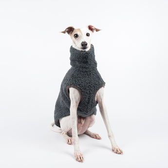 Italian Greyhound dog wearing a fluffy reversible sleeveless sweater/jumper in charcoal/grey colour sitting front on 