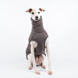 Italian Greyhound dog wearing a fluffy reversible sleeveless sweater/jumper in charcoal/grey colour reverse side sitting front on 