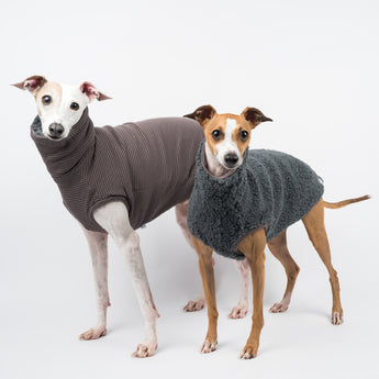 Italian Greyhound dogs wearing a fluffy reversible sleeveless sweater/jumper in charcoal/grey colour both standing
