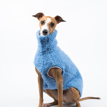 Italian Greyhound dog wearing a fluffy reversible sleeveless sweater/jumper in cornflour blue colour sitting front on 
