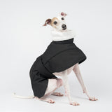 Italian greyhound dog wearing a winter dog coat in black, standing right side on 