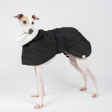 Italian greyhound dog wearing a winter dog coat in black standing left side on 
