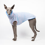 Whippet dog wearing a fluffy reversible sleeveless sweater/jumper in cornflower/blue colour reverse side standing left side
