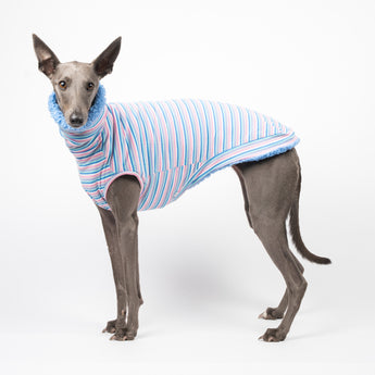 Whippet dog wearing a fluffy reversible sleeveless sweater/jumper in cornflower/blue colour reverse side standing left side
