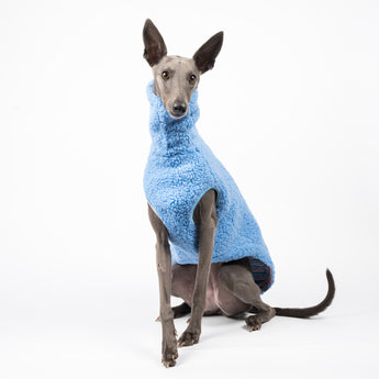 Whippet dog wearing a fluffy reversible sleeveless sweater/jumper in cornflower/blue colour sitting front on
