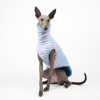Whippet dog wearing a fluffy reversible sleeveless sweater/jumper in cornflower/blue colour reverse side sitting front on
