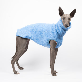Whippet dog wearing a fluffy reversible sleeveless sweater/jumper in cornflower/blue colour standing right side
