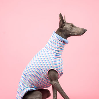 Whippet dog wearing a fluffy reversible sleeveless sweater/jumper in cornflower/blue colour reverse side sitting with pink background
