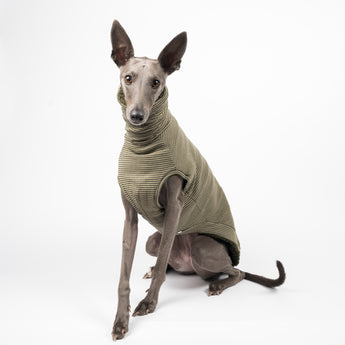 Whippet dog wearing a fluffy reversible sleeveless sweater/jumper in khaki/green colour reverse side sitting 