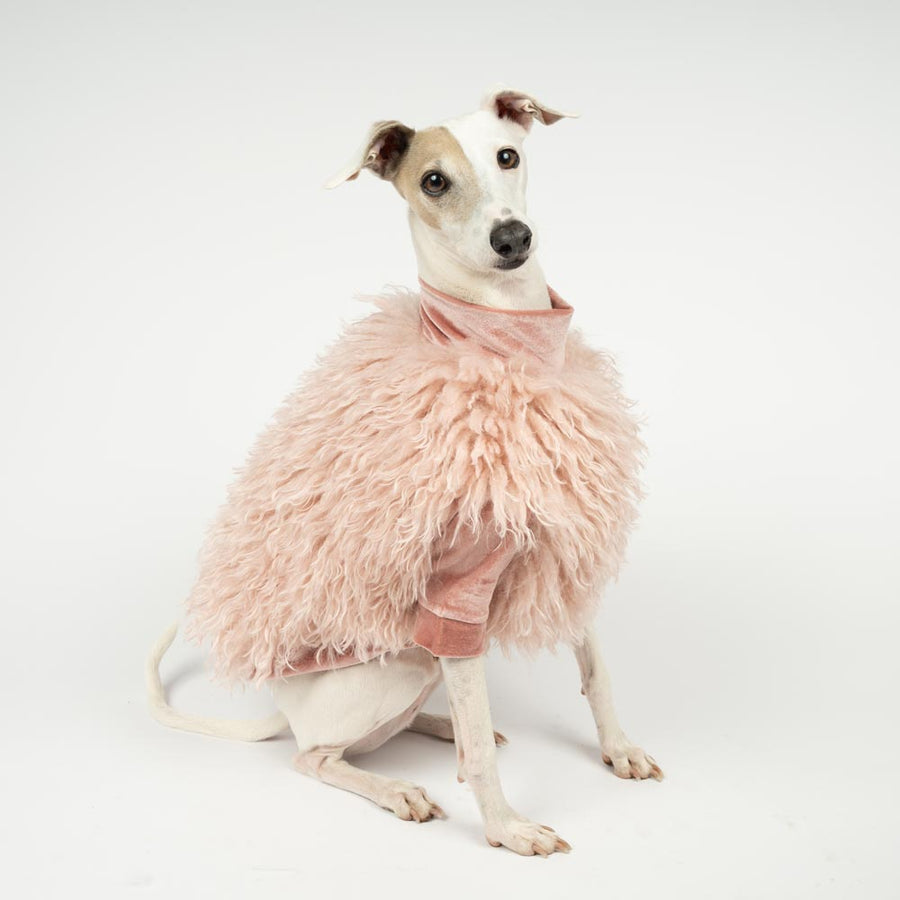 Bubblegum hot Pink Shaggy coat for Italian Greyhound & Whippet