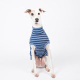 Ribbed Sleeveless Sweater in Royal Blue - Italian Greyhound