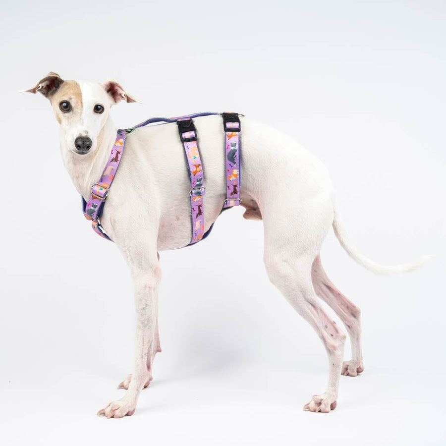 Italian Greyhound Martingale Collars Harnesses Leads IGGY DOGWEAR Snootly