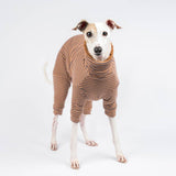 Italian greyhound dog wearing a fluffy reversible onesie in caramel front on 