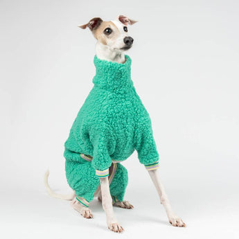 Italian greyhound dog wearing a fluffy reversible onesie in green sitting 
