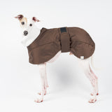 Italian Greyhound Winter Coat Chocolate Snootly