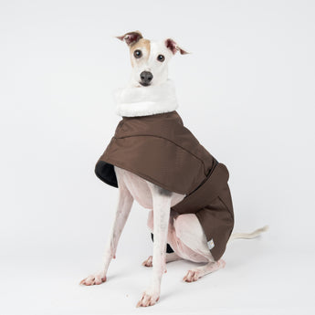 Italian Greyhound Winter Coat Chocolate Snootly Sitting