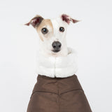 Italian Greyhound Winter Coat Chocolate Snootly