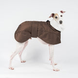 Italian Greyhound Winter Coat Chocolate Snootly standing