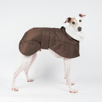 Italian Greyhound Winter Coat Chocolate Snootly standing