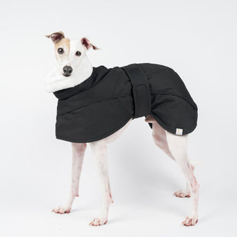 Italian greyhound dog wearing a winter dog coat in black, standing left side on 