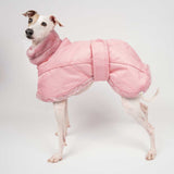 Italian greyhound dog wearing a winter dog coat in pink standing left side on 
