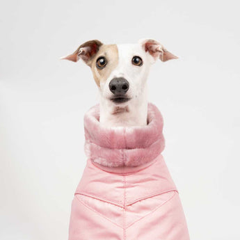 Italian greyhound dog wearing a winter dog coat in pink front on close up 
