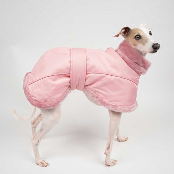 Italian greyhound dog wearing a water resistant winter dog coat in pink standing side on 