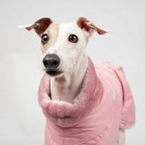Italian greyhound dog wearing a winter dog coat in pink 
close up head  shot 