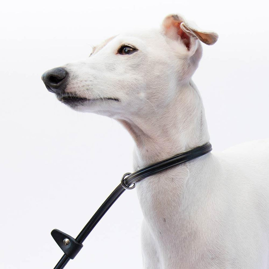 Italian Greyhound Martingale Collars Harnesses Leads IGGY DOGWEAR Snootly