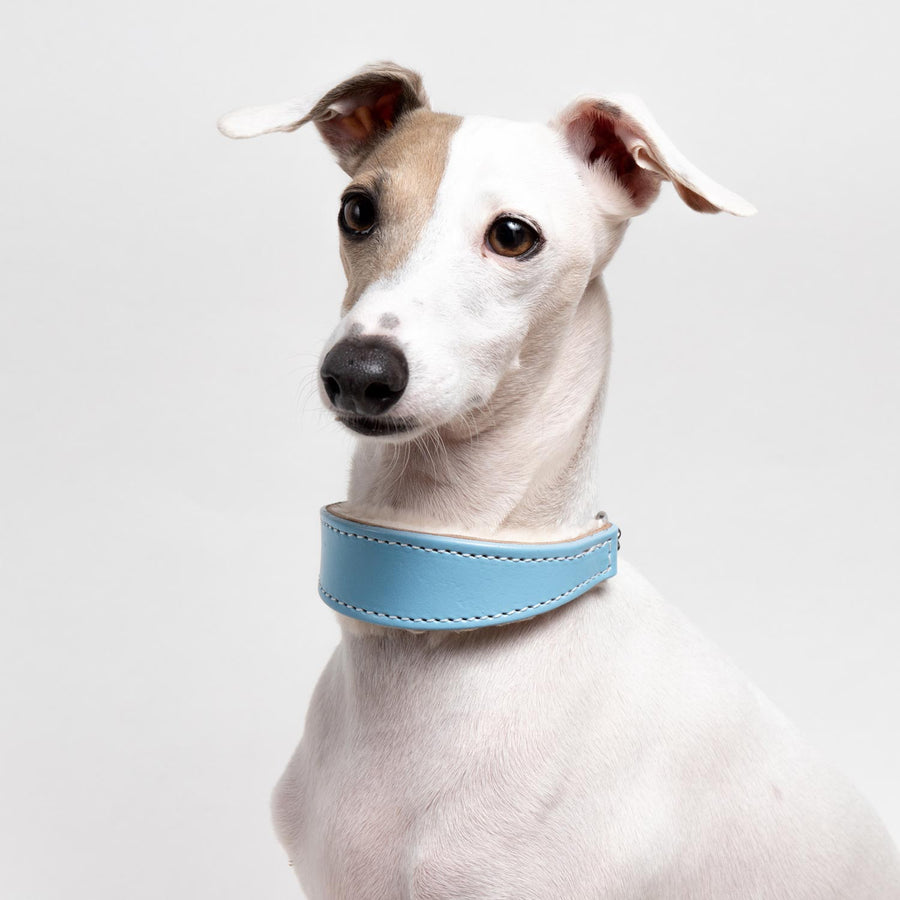 Best martingale collar for italian greyhound best sale