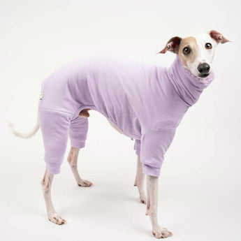 Italian greyhound dog wearing a fluffy reversible onesie in purple/lilac reverse side standing right side 