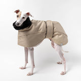 Italian Greyhound Winter Coat Sand Standing