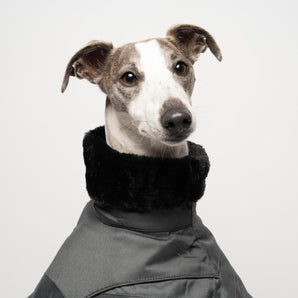 Whippet Winter Coat in Charcoal