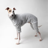 Italian greyhound dog wearing a fluffy reversible onesie in grey reverse side standing left 
