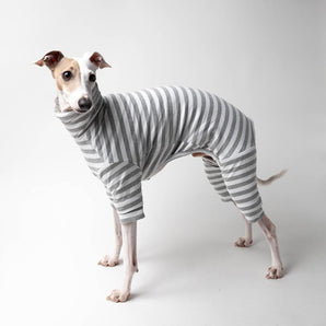 Italian greyhound dog wearing a fluffy reversible onesie in grey reverse side standing left 
