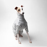 Italian greyhound dog wearing a fluffy reversible onesie in grey sitting front on 