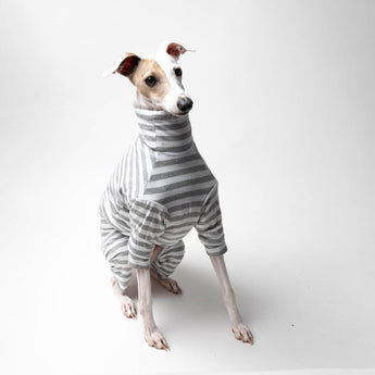 Italian greyhound dog wearing a fluffy reversible onesie in grey sitting front on 