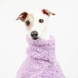 Italian greyhound dog wearing a fluffy reversible onesie in purple/lilac close up head shot 
