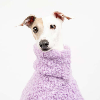 Italian greyhound dog wearing a fluffy reversible onesie in purple/lilac close up head shot 

