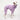 Italian greyhound dog wearing a fluffy reversible onesie in purple/lilac standing right side 
