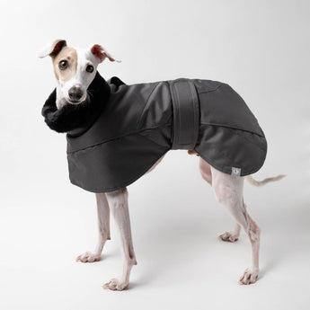 Italian Greyhound Winter Coat Charcoal Standing